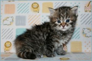 Female Siberian Kitten from Deedlebug Siberians